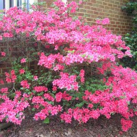 Photo Thumbnail #5: Azalea about to burst into bloom