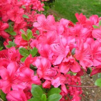 Photo Thumbnail #6: Close up of azalea blossoms