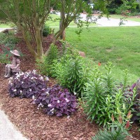 Photo Thumbnail #16: Side yard starting to bloom