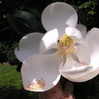Photo Thumbnail #19: Little Gem Magnolia blossom - smells wonderful 
