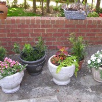 Photo Thumbnail #10: Pots of flowers