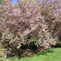 Photo Thumbnail #3: Yoshina Cherry trees