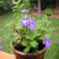 Photo Thumbnail #14: Succulents give wonderful surprise violet flowers