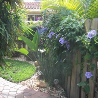 Photo Thumbnail #3: Blue Sky Vine that I planted to grow on the...