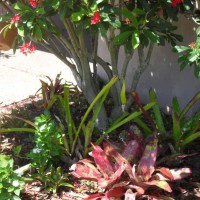 Photo Thumbnail #3: Bromeliads in front.