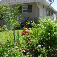 Photo Thumbnail #9: Flower bed in back - newly planted queen palm,...