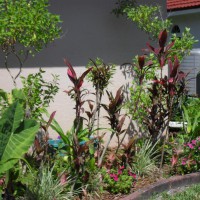 Photo Thumbnail #5: Ti plants, thryallis, elephant ears and more.