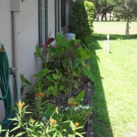 Photo Thumbnail #6: Right side of house - ti plants, alocassias