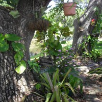 Photo Thumbnail #7: 2 oaks in backyard.