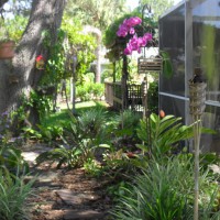 Photo Thumbnail #8: back garden orchid, staghorn ferns, ric rac...