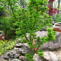 Photo Thumbnail #17: This is a Acer palmatum 'Shishigashira,' Lion's...