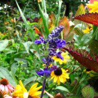 Photo Thumbnail #25: This is a pic of one of my gardening buddies....