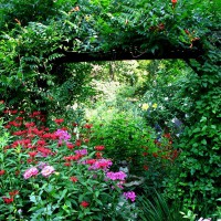 Photo Thumbnail #13: I placed a birdbath under the arbor