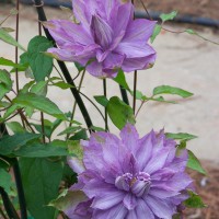 Photo Thumbnail #8: First two blooms on this Clemitis and they were...