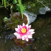 Photo Thumbnail #6: Water Lily blooming 