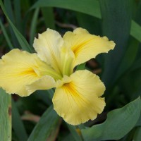 Photo Thumbnail #7: Would love to know the name of this Iris.