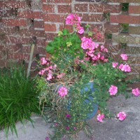 Photo Thumbnail #17: Pink Flower Pot - cant wait for it to mature