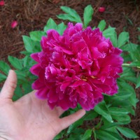 Photo Thumbnail #9: Kanas Peony