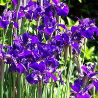 Photo Thumbnail #5: Butterfly Iris were beautiful this year!