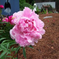 Photo Thumbnail #10: Snadra Berndhart Peony