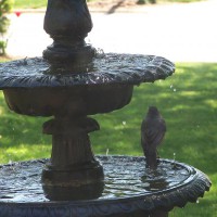 Photo Thumbnail #13: birds love this fountain