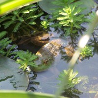 Photo Thumbnail #4: Frog sings at night looking for a mate.