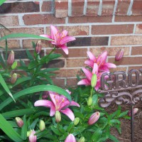 Photo Thumbnail #16: Easter Lily finally blooming