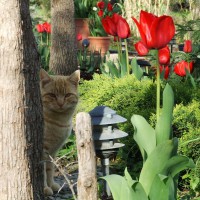 Photo Thumbnail #3: path where in March is lined with red tulips.