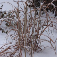 Photo Thumbnail #21: The front garden in the winter.