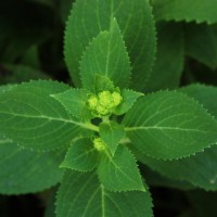 Photo Thumbnail #13: Hydrangea bud.