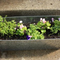 Photo Thumbnail #10: Front porch container with nemesia, begonias,...