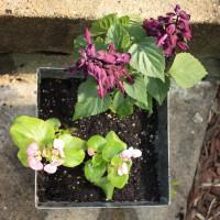 Photo Thumbnail #11: Small porch containers contain salvia and...