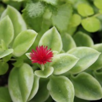 Photo Thumbnail #15: Rock Rose Ice Plant bloom.