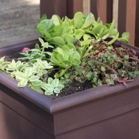 Photo Thumbnail #14: Succulents on my back deck.