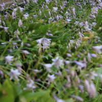 Photo Thumbnail #20: Hosta Field along the side of the house.