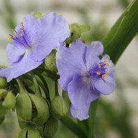 Photo Thumbnail #4: I think that the spiderwort is my favorite...