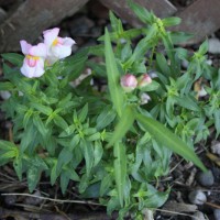 Photo Thumbnail #16: My surprise snapdragon - I didn\'t plant it,...