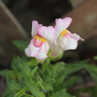 Photo Thumbnail #17: Snapdragon bloom.
