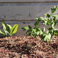 Photo Thumbnail #5: My Japanese peony and one lily-of-the-valley...