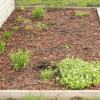 Photo Thumbnail #2: This is the beginning of the shade garden for...