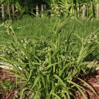 Photo Thumbnail #3: Since I planted it last year, my Virginia...