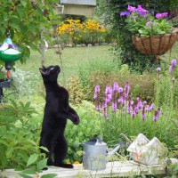 Photo Thumbnail #5: cat looking for birds!!