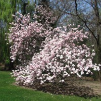 Photo Thumbnail #4: This veteran magnolia is still hanging around...