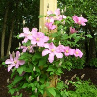 Photo Thumbnail #7: The clematis is called 'Comtesse de Bouchard.'