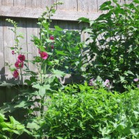 Photo Thumbnail #15: Indigo Bunting looking at himself in the...