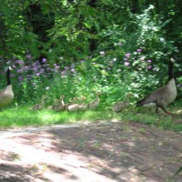 Photo Thumbnail #17: geese headed back to the river