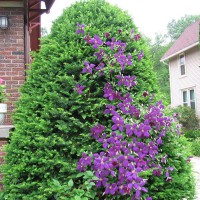 Photo Thumbnail #14: Clematis finally learning to climb the tree.