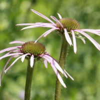 Photo Thumbnail #12: These are also part of the prarie-scape.