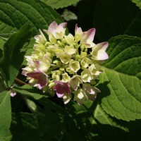 Photo Thumbnail #24: Flower in the butterfly garden.