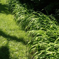 Photo Thumbnail #23: Day-lilies on the border of the garden along...